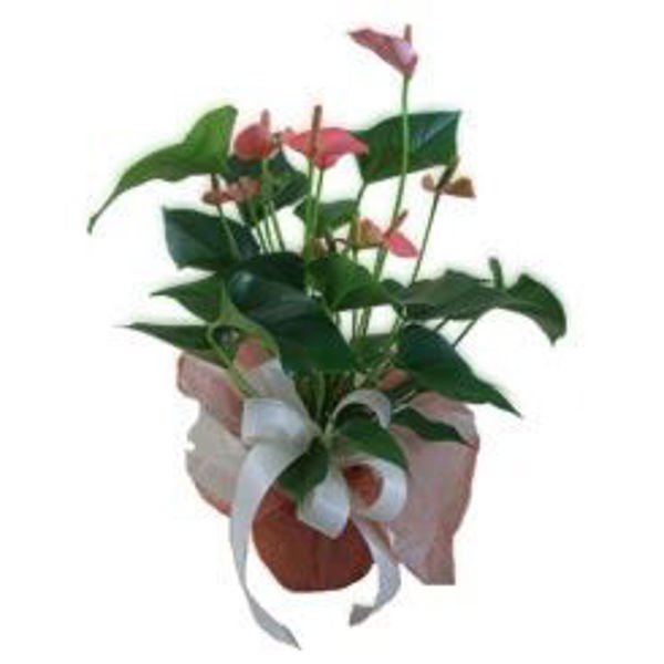 Picture of anthurium