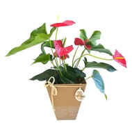 Picture of anthurium páscoa