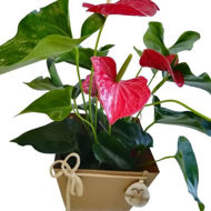 Picture of anthurium páscoa