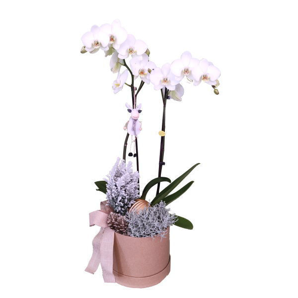 Picture of phalaenopsis em festa