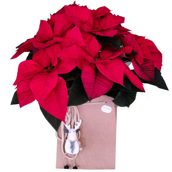 Picture of poinsettia