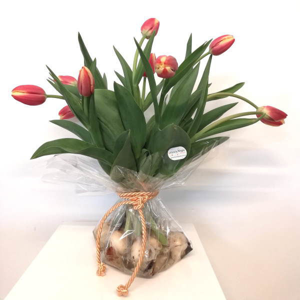 Picture of tulipas em bulbos