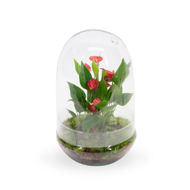 Picture of Anthurium KARMA Million Flowers | Terrarium