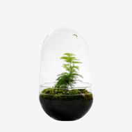 Picture of EGG TERRARIUM ASPARAGUS