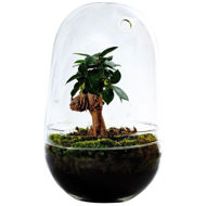 Picture of EGG TERRARIUM FICUS GINSENG