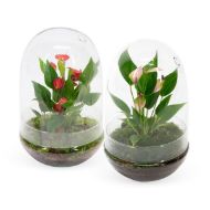 Picture of Anthurium KARMA Million Flowers | Terrarium