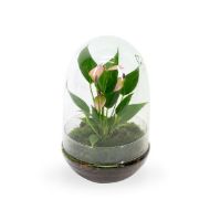 Picture of Anthurium KARMA Million Flowers | Terrarium