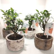 Picture of Bonsai 'tree pot'