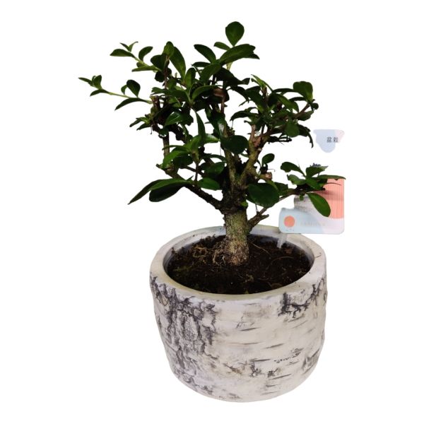Picture of Bonsai 'tree pot'