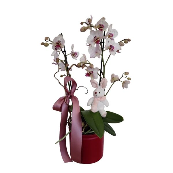 Picture of coelhinha phalaenopsis