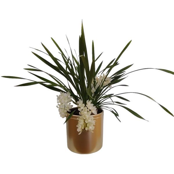 Picture of cymbidium