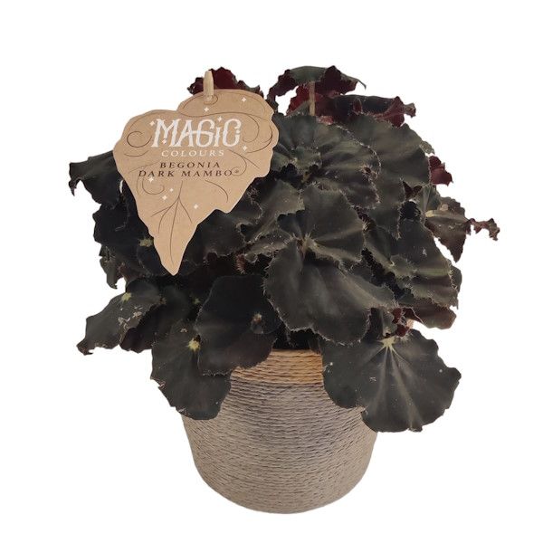 Picture of begonia dark mambo