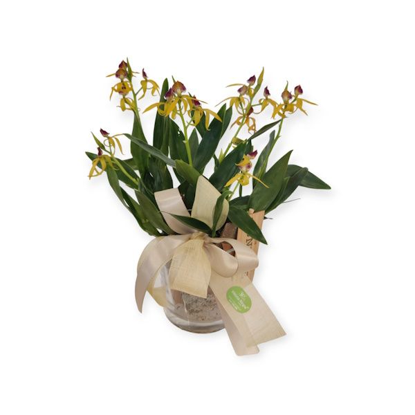 Picture of orchidaceae encyclia yellow