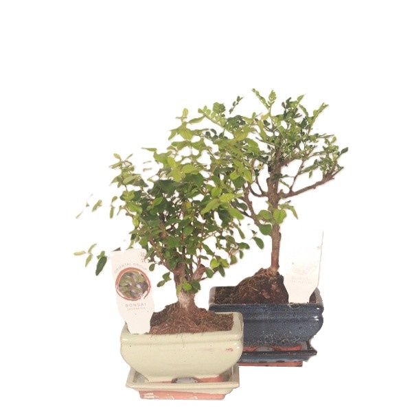 Picture of Bonsai mix