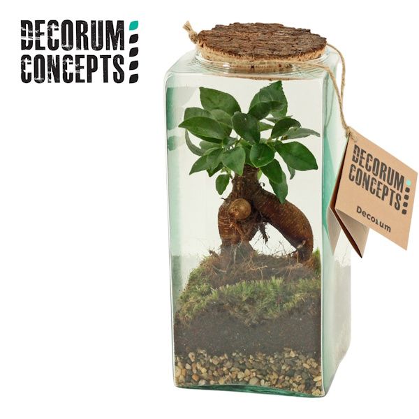 Picture of botanical collectables | ficus ginseng