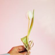 Picture of tulipas - dia da mulher