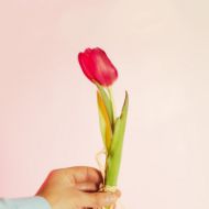 Picture of tulipas - dia da mulher