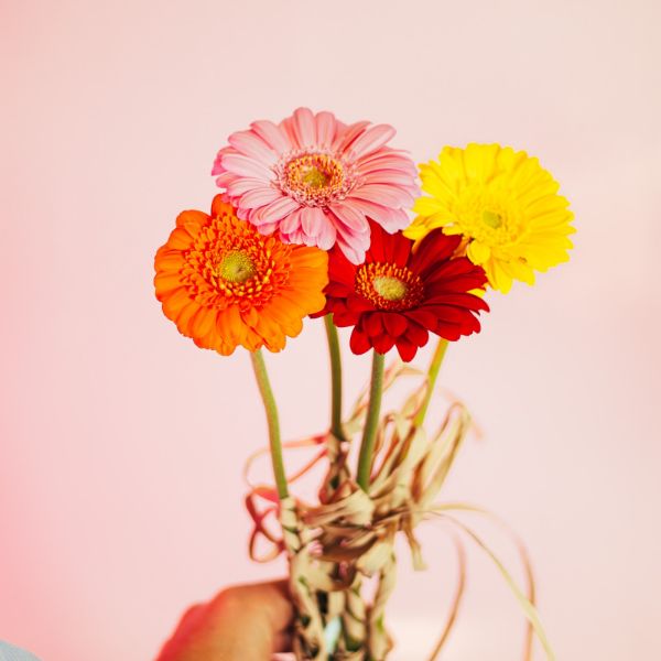 Picture of gerberas - dia da mulher