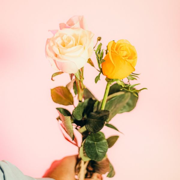 Picture of rosas - dia da mulher