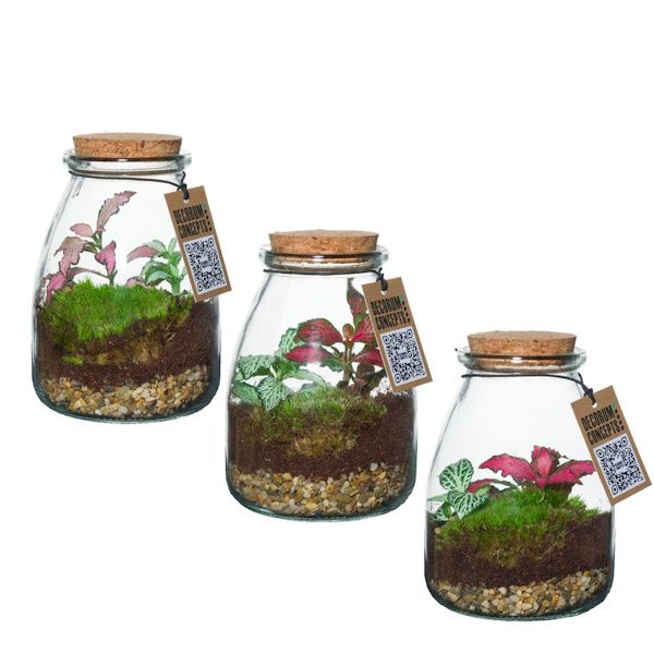 Picture of botanical collectables (XS)