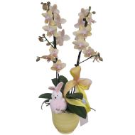Picture of coelhinha phalaenopsis