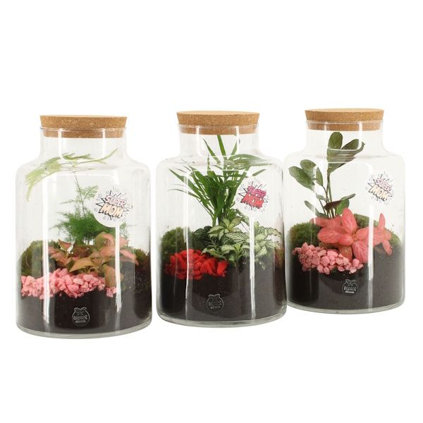 Picture of botanical collectables (especial dia da MÃE)
