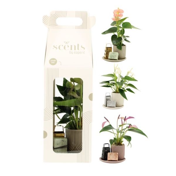 Picture of scents anthurium