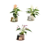Picture of scents anthurium