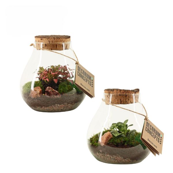 Picture of botanical collectables (S)