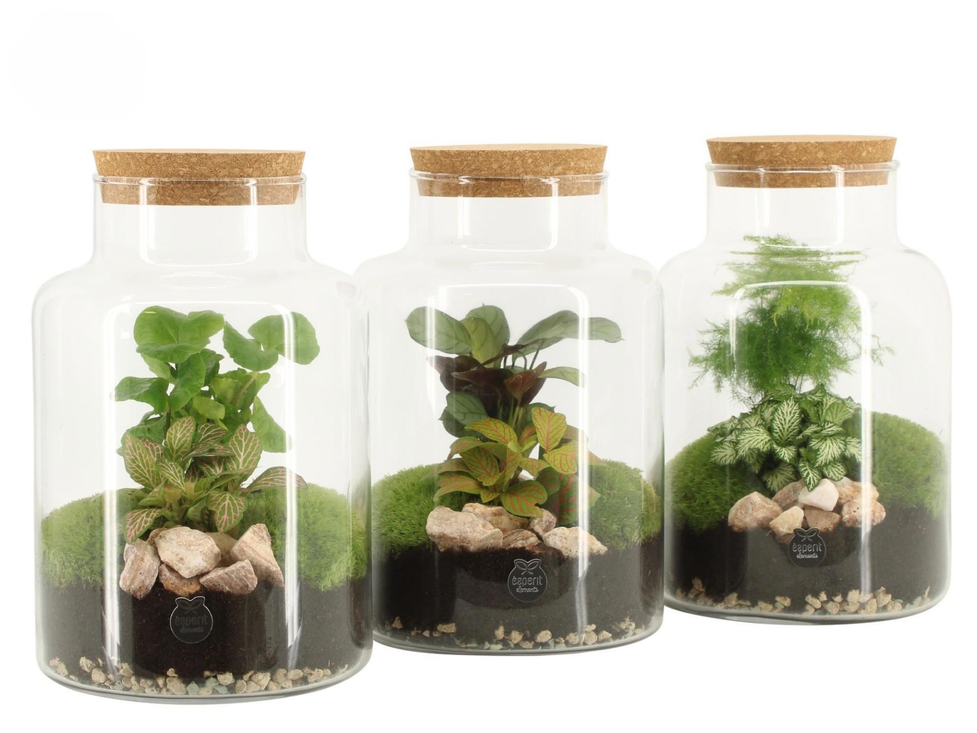 Vitória Regia Flores - Encomendas e entregas online | Terrários, mini ...