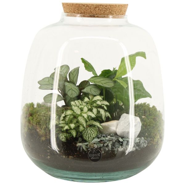 Picture of botanical collectables (L)