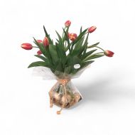 Picture of tulipas em bolbos