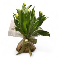 Picture of tulipas em bolbos