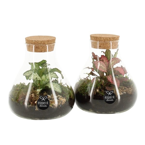 Picture of botanical collectables (XS)