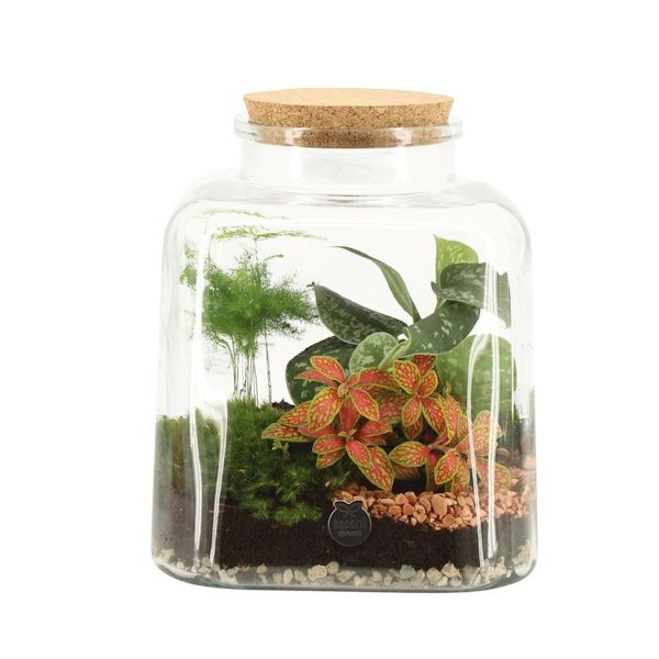 Picture of botanical collectables (square)