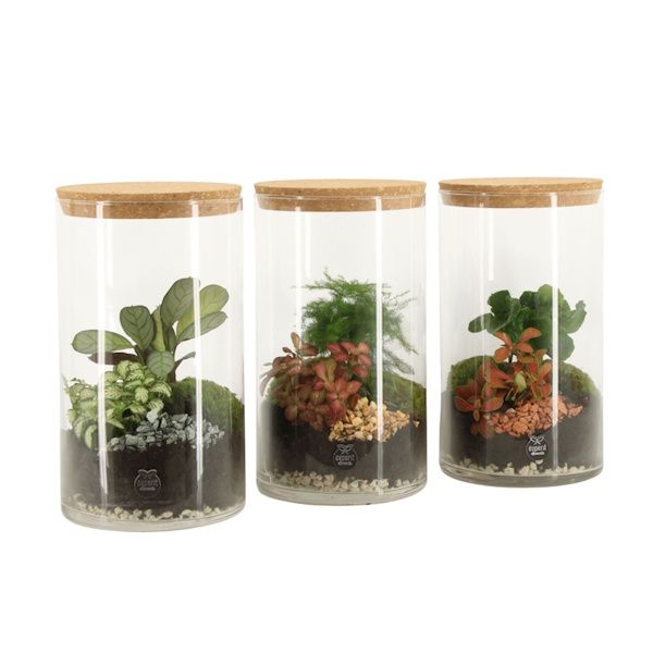 Picture of botanical collectables eco-cápsula